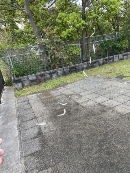 ★★今日は、370匹でした。★★