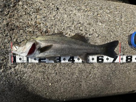 青物ダメでもシーバス