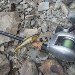 桜散る春のバス