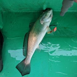 またまたクログチ（泉州丸）