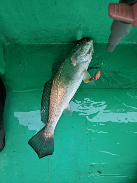 またまたクログチ（泉州丸）