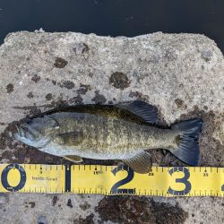 花見とバス釣り