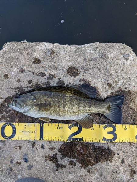 花見とバス釣り