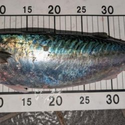 自作プラグで大型サバ、アジ