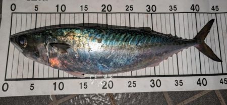 自作プラグで大型サバ、アジ