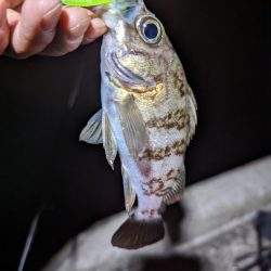 試行錯誤の爆釣アジング🐟