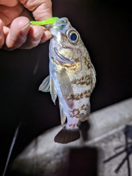 試行錯誤の爆釣アジング🐟