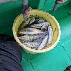 クログチ釣り（泉州丸）