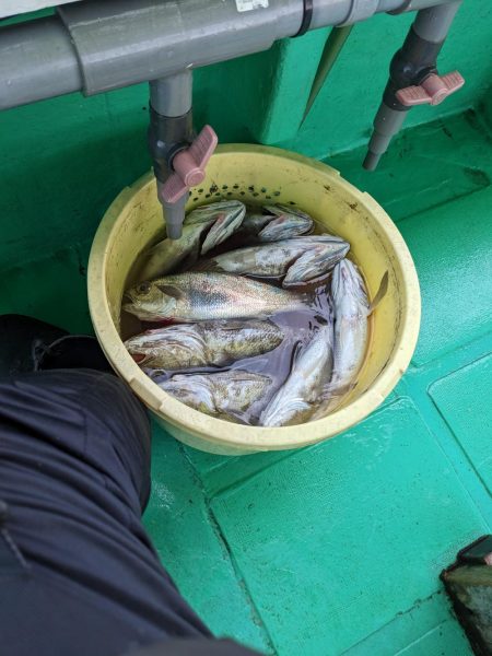 クログチ釣り（泉州丸）