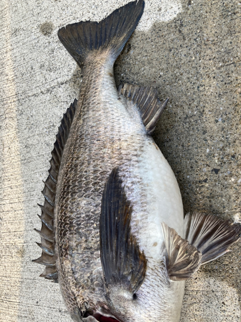 寒の戻りでエビ撒きしました