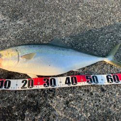 青物戦線異常アリ？ナシ？