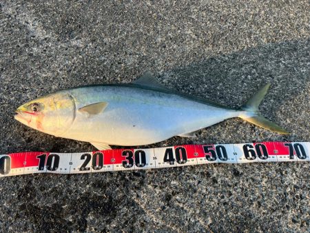 青物戦線異常アリ？ナシ？