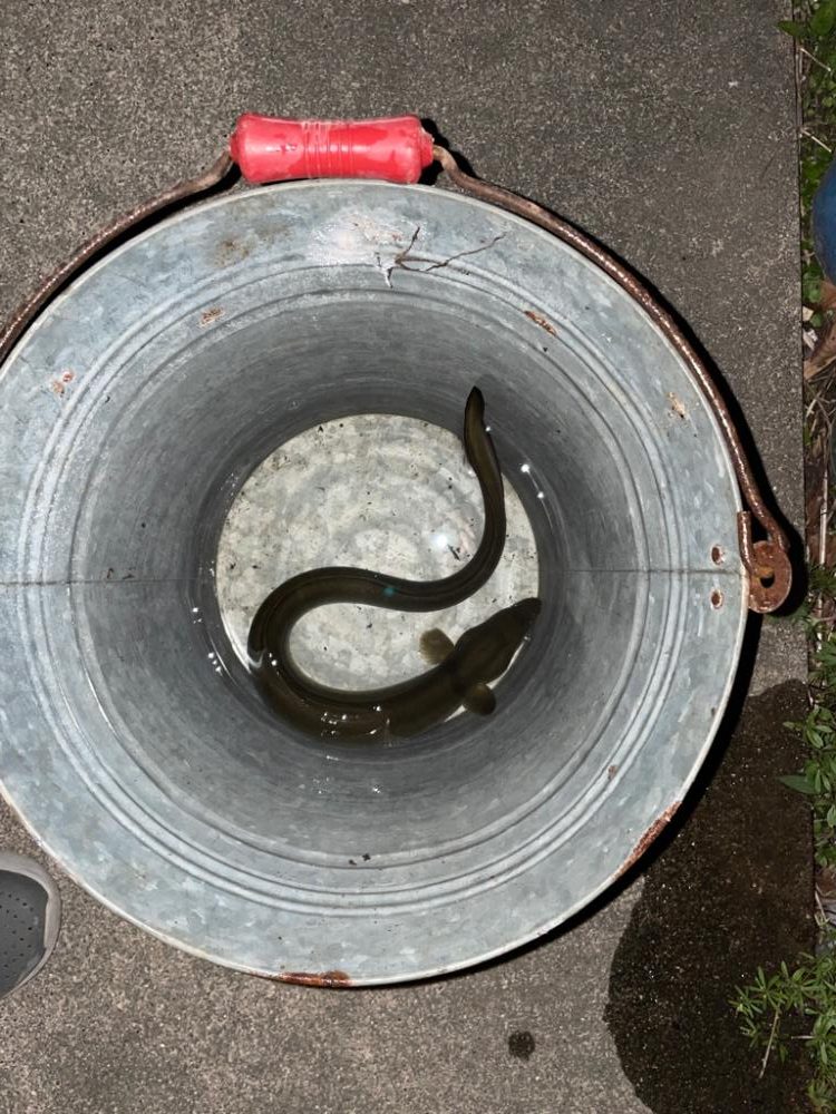 今シーズン初のウナギ釣り