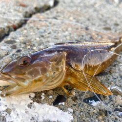 良いサイズのガシラゲットにゃ！