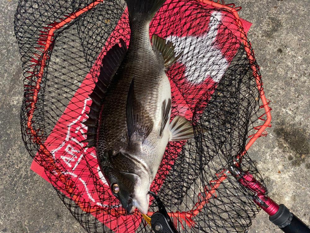 ヘチってきました