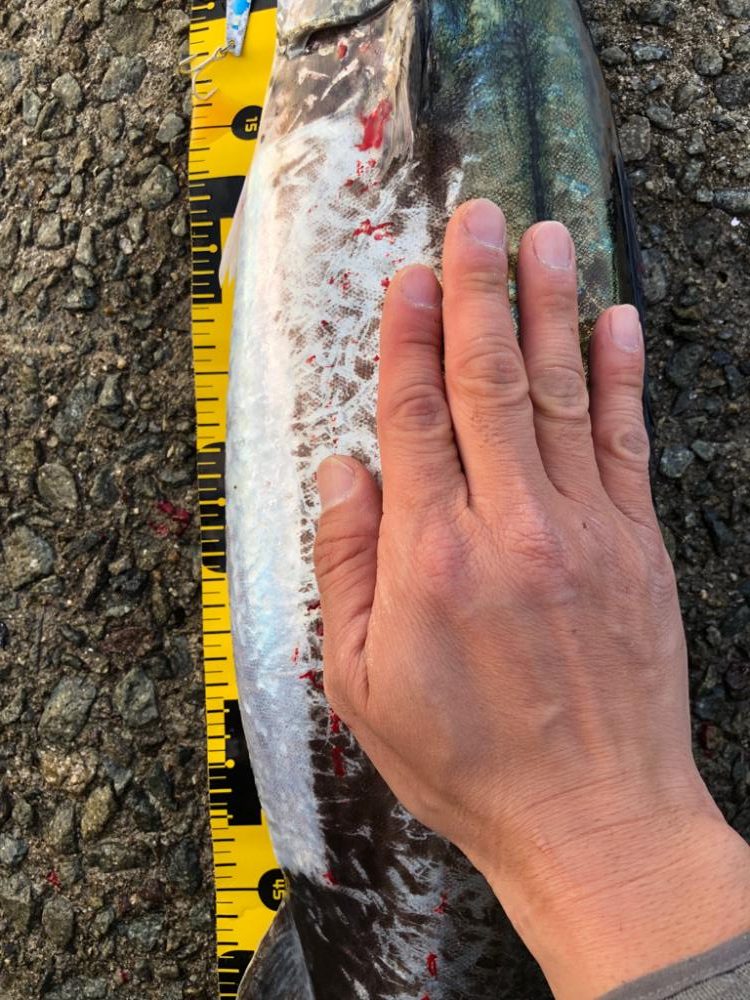 メジロじゃなかった