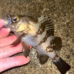 待ち時間での釣果