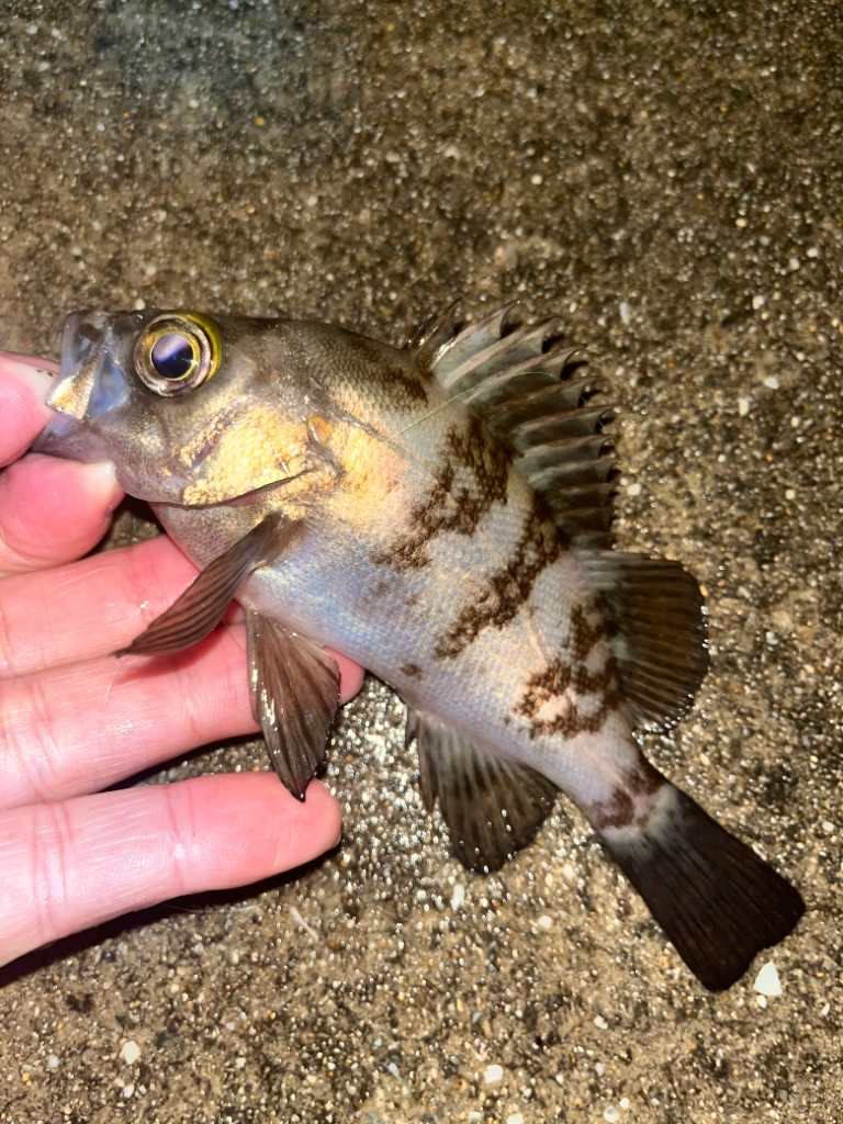 待ち時間での釣果