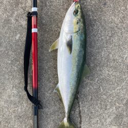 ブリ2枚釣れました