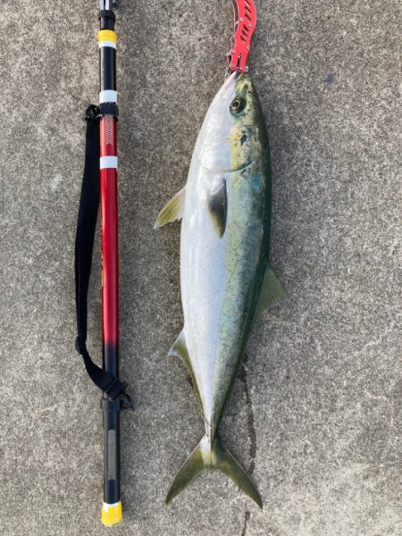 ブリ2枚釣れました