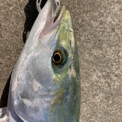 寒の戻りで青物乱舞