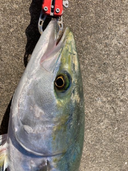 寒の戻りで青物乱舞