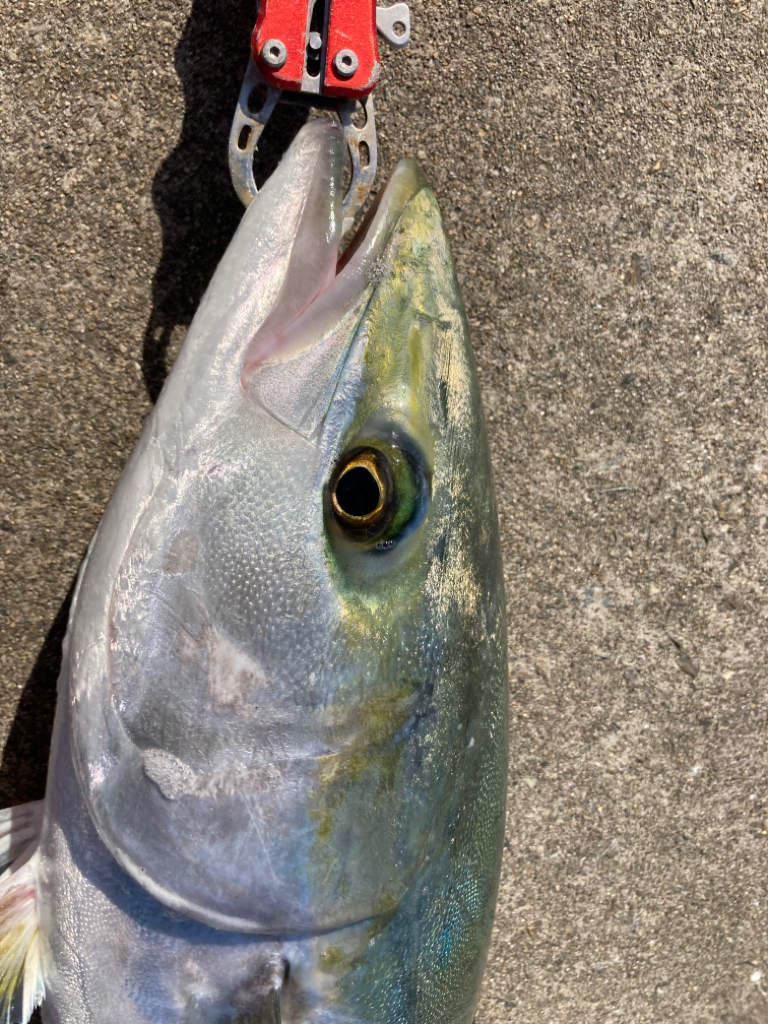 寒の戻りで青物乱舞