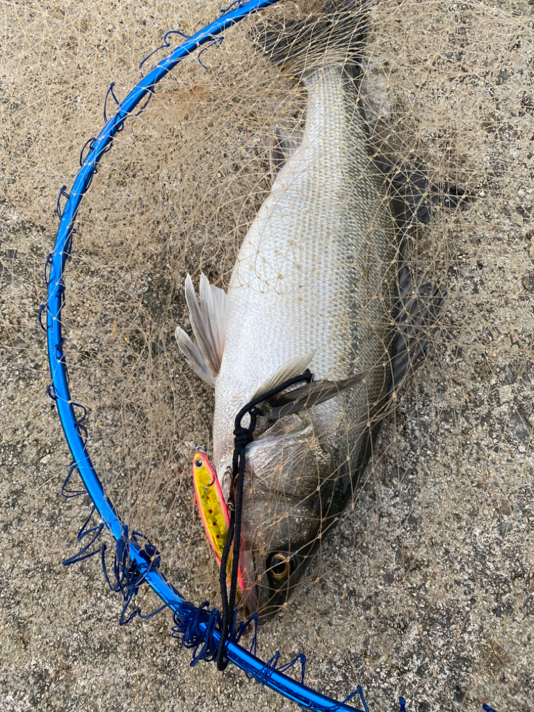 真鯛とシーバス