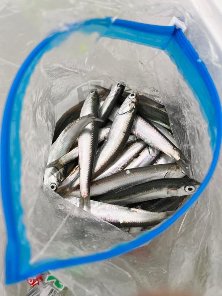 サビキ釣りに行って来ました