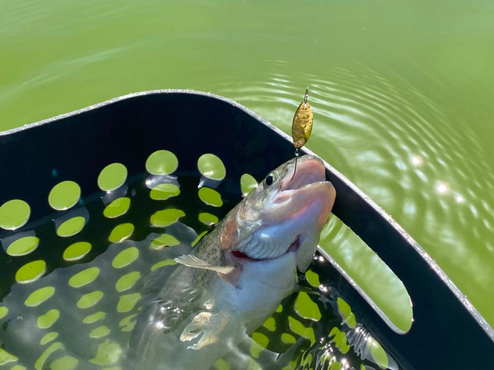 放流パターン爆破　かめプー