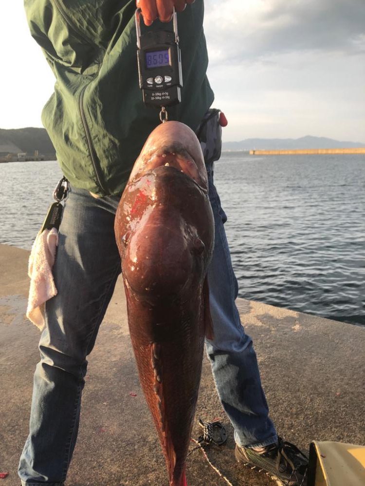 タンコブゲームでモンスターハント！