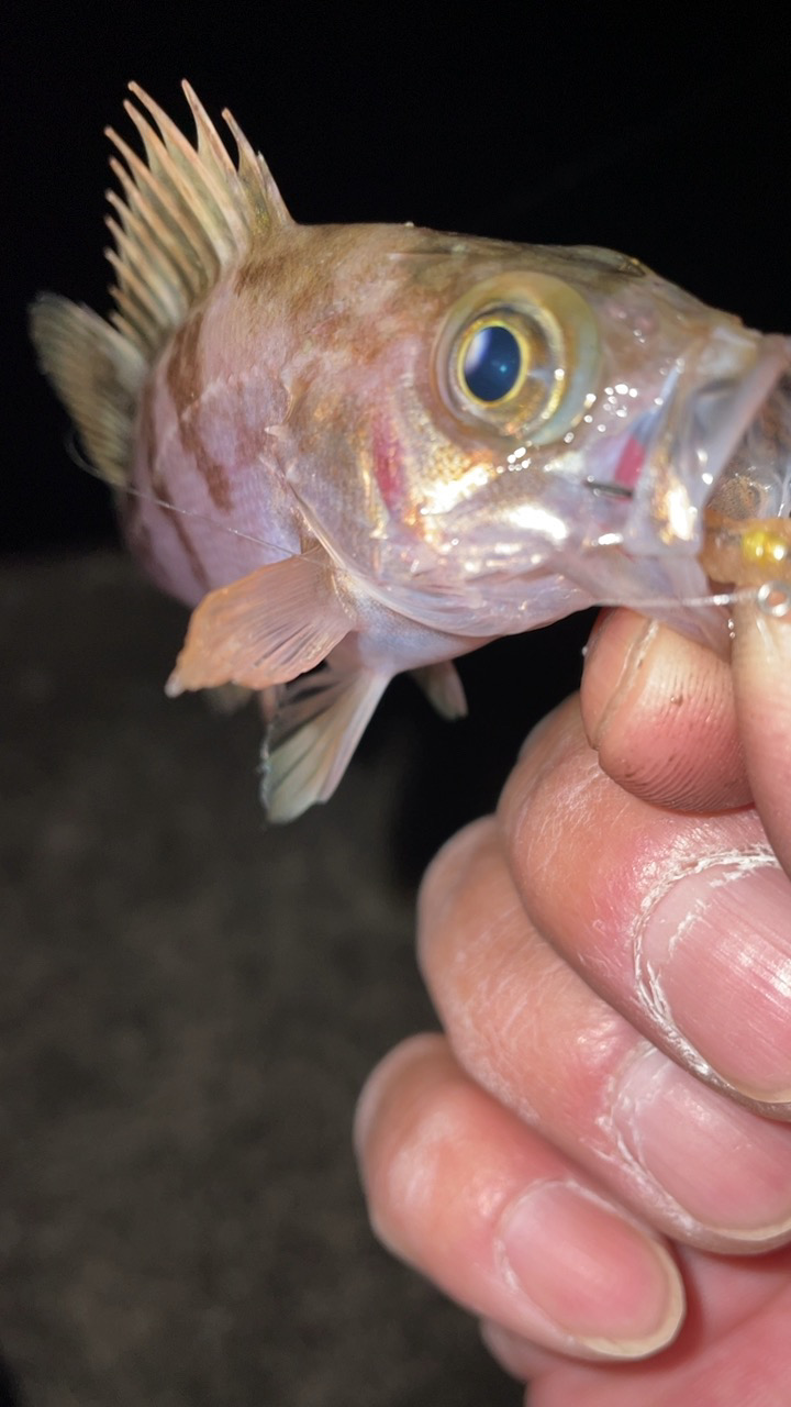 爆風メバリング