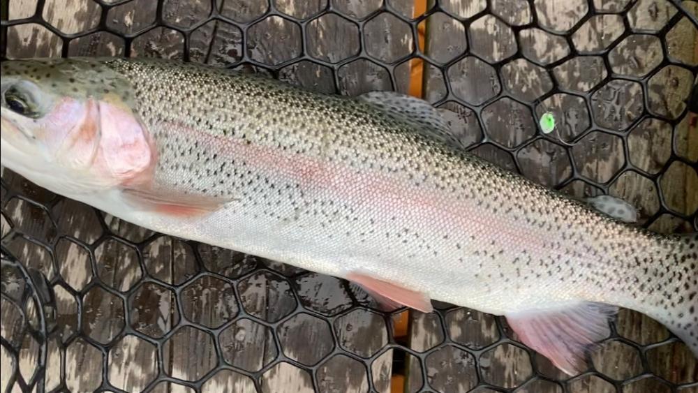 曇天トラウト爆釣!