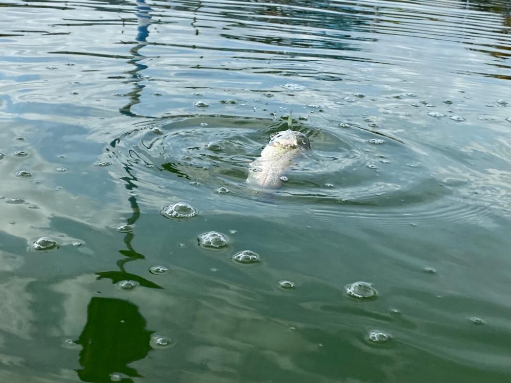 かめプー　エリアトラウト　管釣り