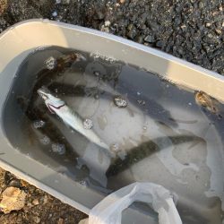 アジングで初めて釣れた！