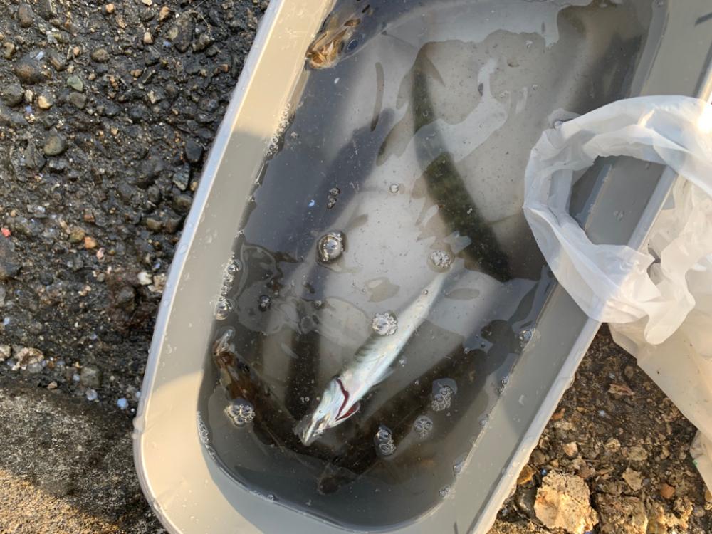 アジングで初めて釣れた！