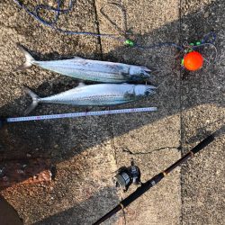 ダツ、恐るべし！