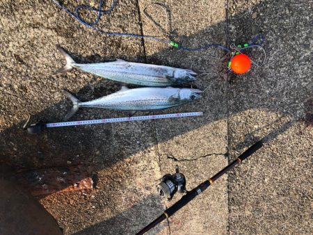 ダツ、恐るべし！