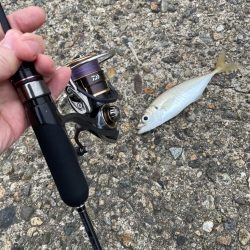 春のキス釣り好調なスタート