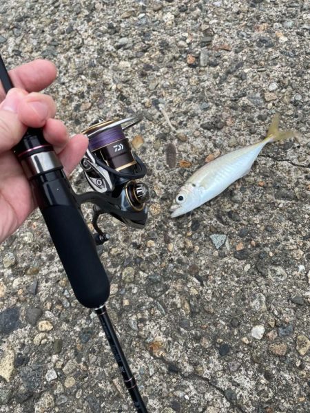 春のキス釣り好調なスタート