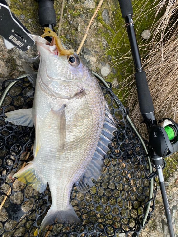 淀川　春爆継続中