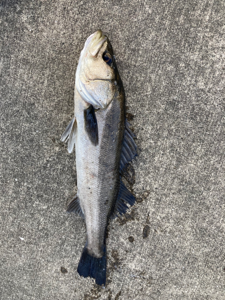 まだ肌寒い朝からエビ撒き