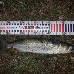 いつものアイツ