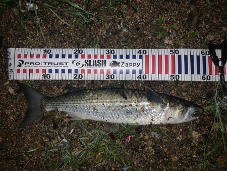 いつものアイツ