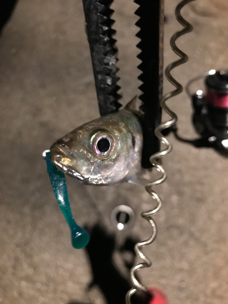 久しぶりの投稿