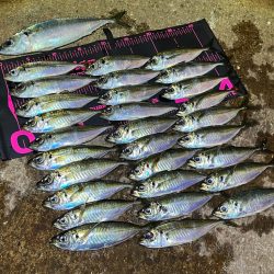 離島アジング爆釣！