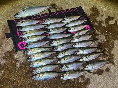 離島アジング爆釣！