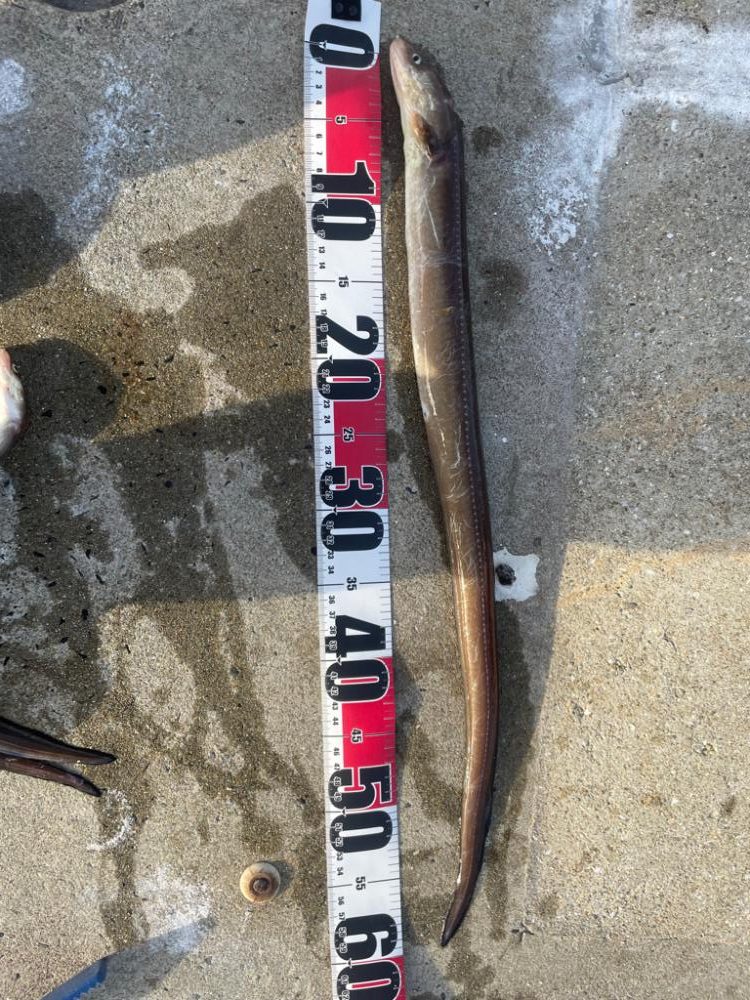 夜中のアナゴ釣り