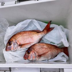 なんとか真鯛ゲット