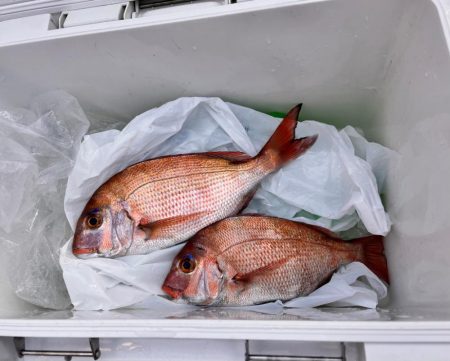 なんとか真鯛ゲット